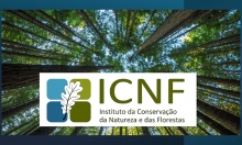 EDITAL - OBRIGATORIEDADE DE CORTE DE CONÍFERAS (“PINHEIROS e outras resinosas”) - NEMÁTODO DA MADEIRA DO PINHEIRO